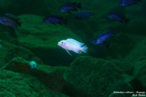 Metriaclima callainos 'Magunga'