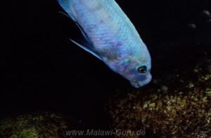 Metriaclima callainos 'Makonde'