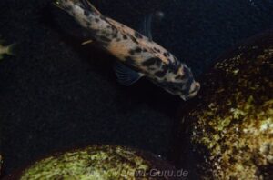 Metriaclima callainos 'Makonde'