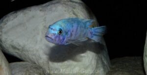 Metriaclima callainos 'Makonde'