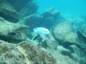 Metriaclima callainos 'Mara Rocks'