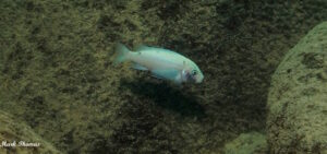 Metriaclima callainos 'Mitande Reef'