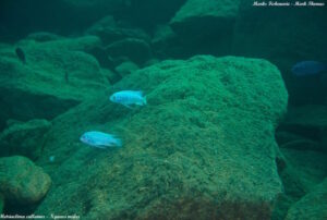 Metriaclima callainos 'Ngwasi'