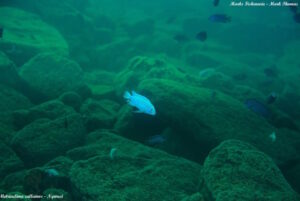 Metriaclima callainos 'Ngwasi'