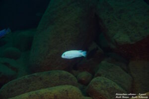 Metriaclima callainos 'Ngwasi'