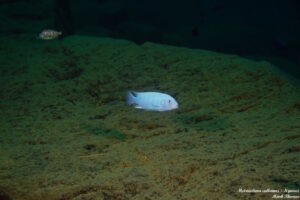 Metriaclima callainos 'Ngwasi'