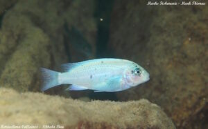 Metriaclima callainos 'Nkhata Bay'