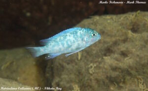 Metriaclima callainos 'Nkhata Bay'