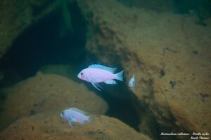 Metriaclima callainos 'Pombo Rocks'