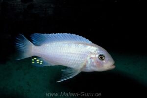 Metriaclima callainos 'Usisyae'