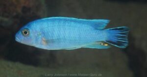 Metriaclima chrysomallos 'Border' Galerie Metriaclima chrysomallos 'Border'