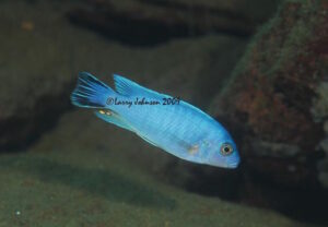 Metriaclima chrysomallos 'Border'