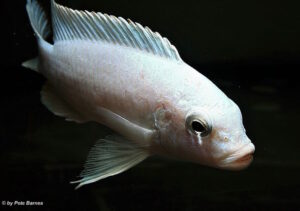 Metriaclima chrysomallos