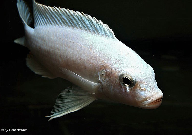 Metriaclima chrysomallos 'Gome''Gome' Metriaclima chrysomallos