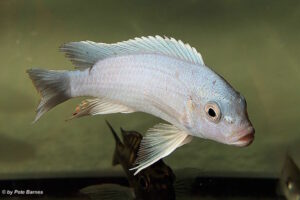 Metriaclima chrysomallos