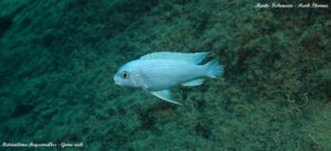 Metriaclima chrysomallos 'Gome' Galerie Metriaclima chrysomallos Arten