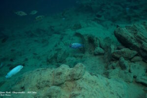 Metriaclima chrysomallos