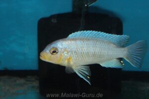 Metriaclima chrysomallos 'Malope'