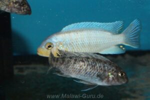 Metriaclima chrysomallos 'Malope'