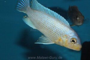 Metriaclima chrysomallos 'Malope''Malope' Metriaclima chrysomallos 'Malope'