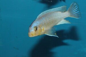 Metriaclima chrysomallos 'Malope'