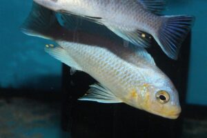 Metriaclima chrysomallos 'Malope'