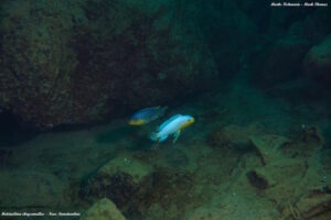 Metriaclima chrysomallos 'Nametumbwe'