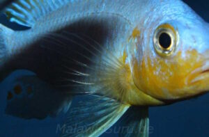 Metriaclima chrysomallos 'Nametumbwe'