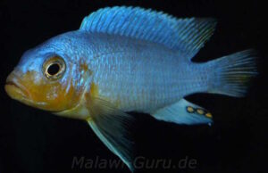 Metriaclima chrysomallos