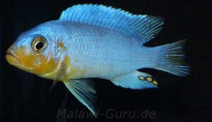 Metriaclima chrysomallos 'Nametumbwe' Galerie Metriaclima chrysomallos