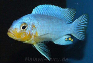 Metriaclima chrysomallos 'Nametumbwe''Nametumbwe' Metriaclima chrysomallos