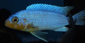 Metriaclima chrysomallos 'Nametumbwe'