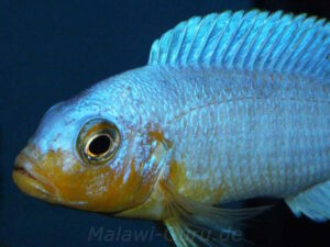 Metriaclima chrysomallos 'Nametumbwe'