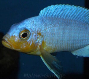 Metriaclima chrysomallos 'Nametumbwe'