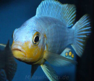 Metriaclima chrysomallos 'Nametumbwe'