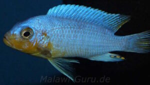 Metriaclima chrysomallos