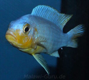 Metriaclima chrysomallos 'Nametumbwe'