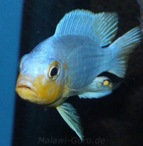 Metriaclima chrysomallos 'Nametumbwe'