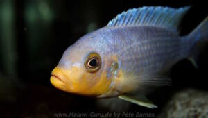 Metriaclima chrysomallos