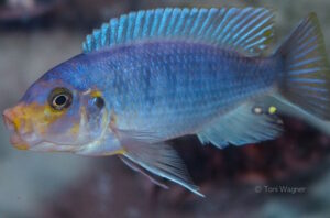 Metriaclima chrysomallos 'Nametumbwe'