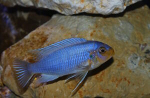 Metriaclima chrysomallos