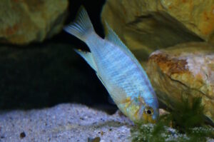 Metriaclima chrysomallos 'Nametumbwe'