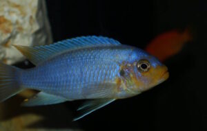 Metriaclima chrysomallos 'Nametumbwe'