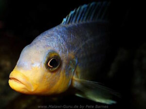 Metriaclima chrysomallos 'Nametumbwe'