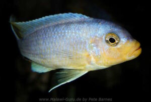 Metriaclima chrysomallos 'Nametumbwe'