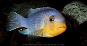 Metriaclima chrysomallos 'Nametumbwe'