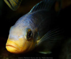 Metriaclima chrysomallos 'Nametumbwe'