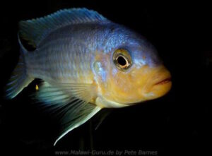 Metriaclima chrysomallos 'Nametumbwe'