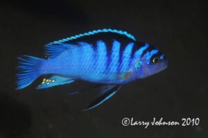 Metriaclima cyneusmarginatum