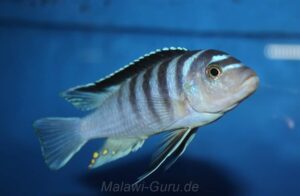 Metriaclima cyneusmarginatum